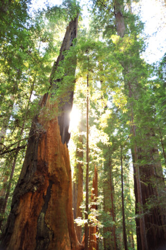Redwood Snag